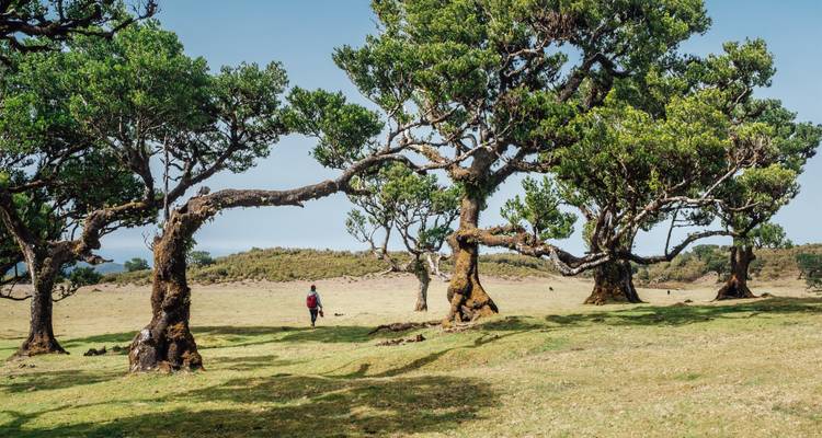 Person standing under large, old trees in a field.