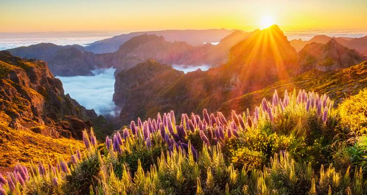 Lever de soleil sur un magnifique paysage montagneux avec des plantes en fleurs.