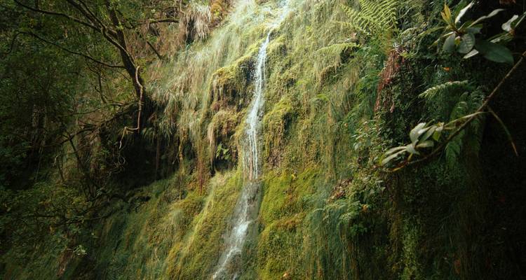 Met mos bedekte waterval die naar beneden stroomt over een rotsige helling omgeven door gebladerte.