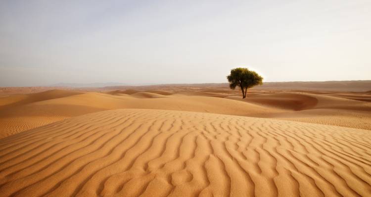 Uitgestrekt woestijnlandschap met een eenzame boom en zandduinen.