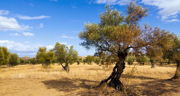 Ancient gnarled olive tree standing in a golden dry grove beneath a bright blue sky.