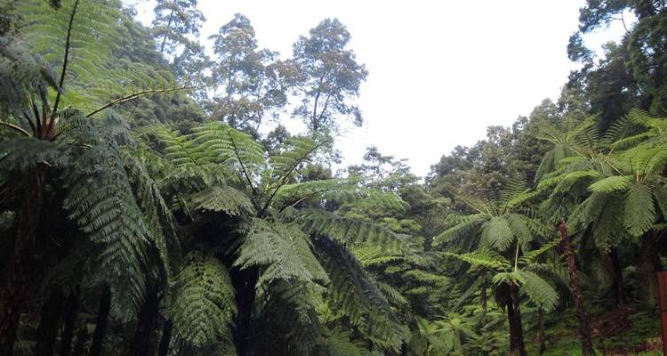 Dicht groen bos met hoge bomen en varens.
