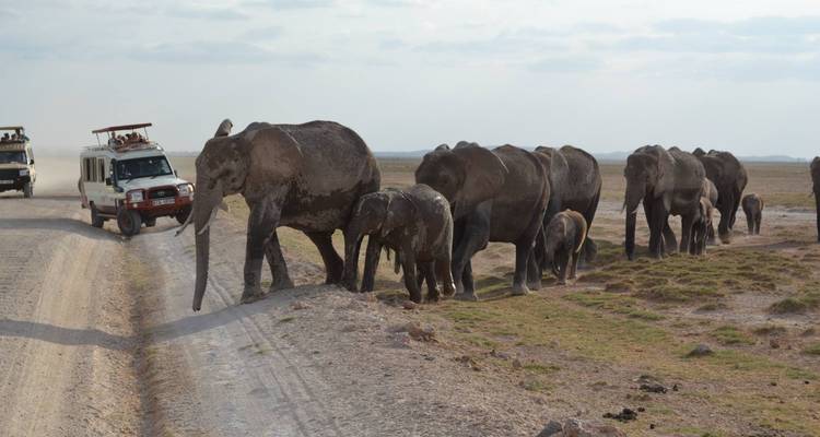 Elefanten, die nahe an Safari-Fahrzeugen auf einer Schotterstraße gehen.