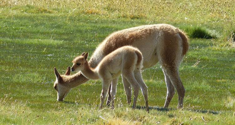 Pair of llamas grazing in a grassy field.
