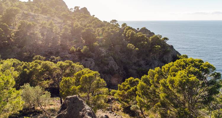 Vue pittoresque d'un rivage rocheux avec des arbres verts luxuriants et la mer.