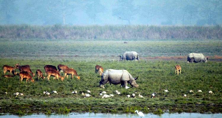 Grasland met neushoorns en herten in Kaziranga Nationaal Park.