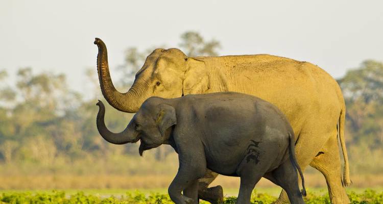 Olifanten lopend in een grasveld in Kaziranga Nationaal Park.