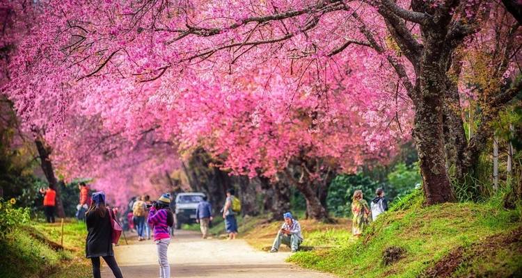 Árboles de cerezo rosa floreciendo que bordean un sendero con gente caminando.
