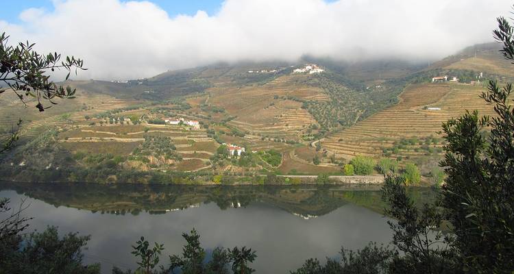 Vue sereine de terrasses de vignobles et de montagnes se reflétant sur une rivière.
