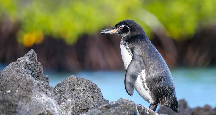 Image of a penguin standing on rocks with green foliage in the background.