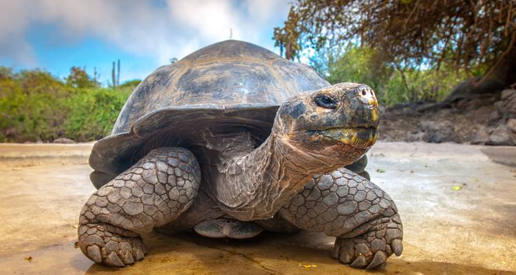 Close-up of a large tortoise on rocky terrain with shrubs.