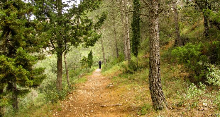 Ein Erdweg, der sich durch einen Wald schlängelt, mit einer Person, die in der Ferne geht.