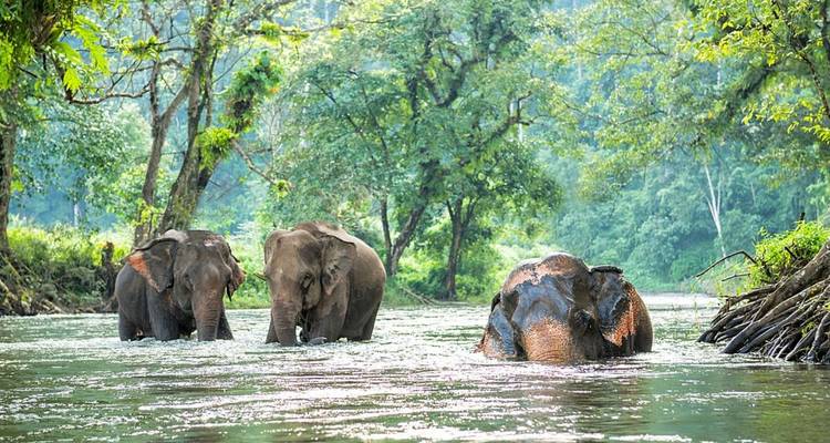 Drie olifanten die door een rivier in een bos waden.