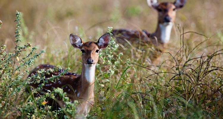 Twee herten staan in hoog gras in een bosgebied.