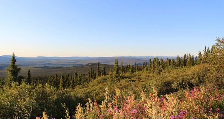 Vue expansive d'un paysage forestier avec des montagnes à l'horizon.