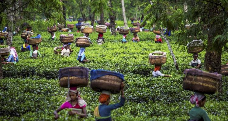 Arbeiter bei der Ernte auf einer Teeplantage.