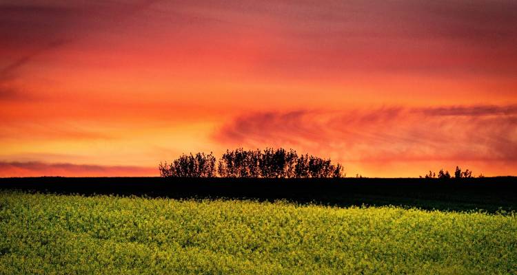 Sonnenuntergang über einem lebendigen Feld und silhouettierten Bäumen.