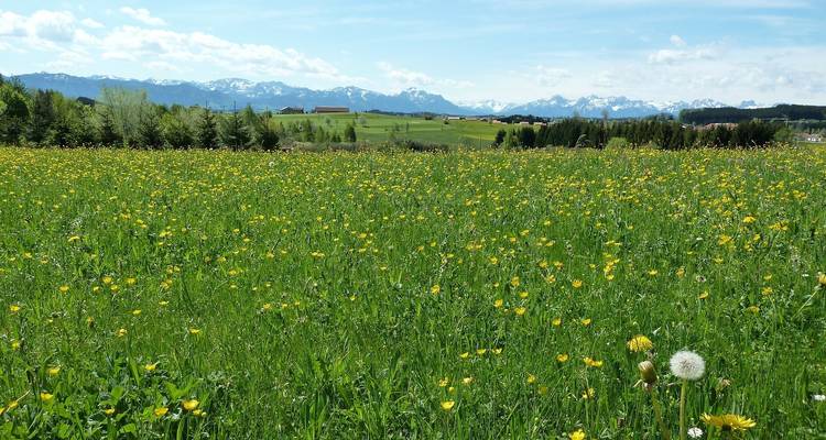 Vast meadow of yellow wildflowers with snowy Alpine peaks in the distance.