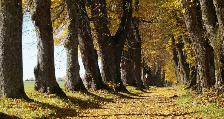 Leaf-strewn forest path shaded by tall trees in golden autumn colors.