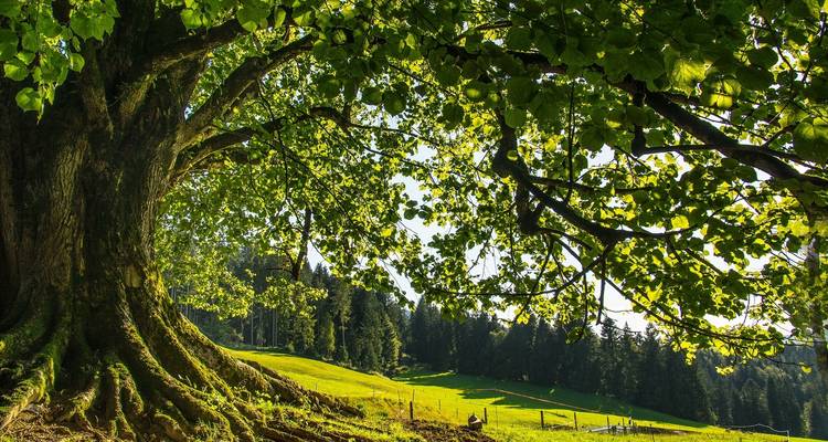 Massive tree trunk and branches frame a sunny pasture backed by dense woods.