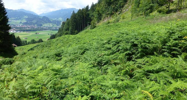 Verdant mountain slope covered in ferns overlooking a valley town.