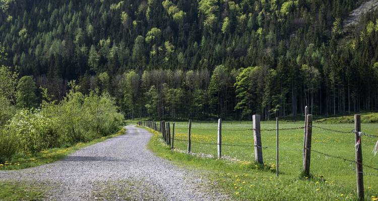 Gravel country road bordered by green fields and dense forest on a spring day