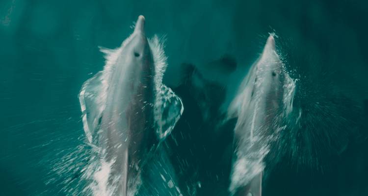 Image floue de dauphins qui nagent.