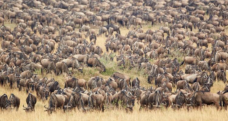 Een enorme kudde gnoes in een savanne.
