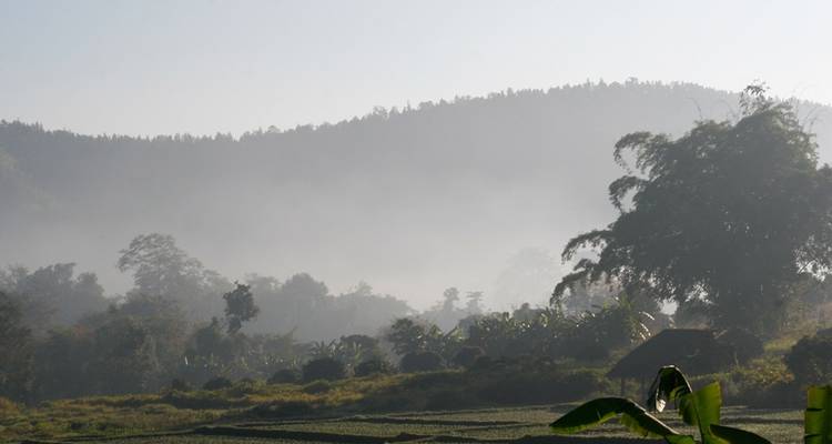 Mistig landschap met heuvels and bomen in de vroege ochtend.