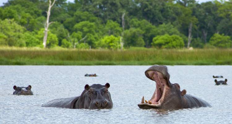 Nijlpaarden wentelen zich in een rustige rivier, een geeuwend wijd open tussen weelderige groene oevers.