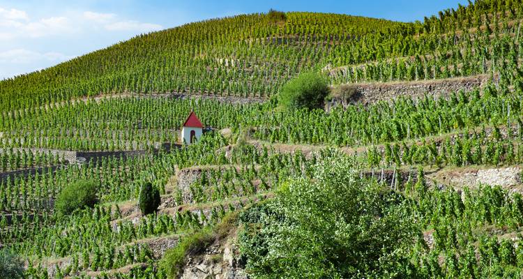 Green terraced vineyards covering a steep hill with a small red-roofed chapel.