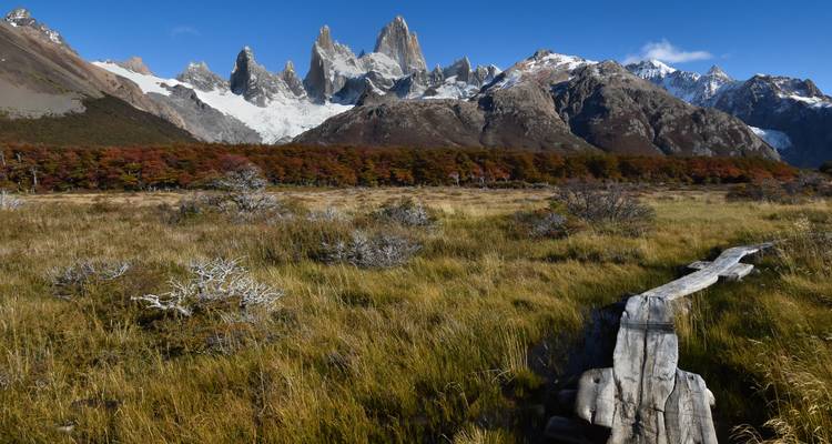 Gouden herfstweide met op de achtergrond een kleurrijke bomenrij en de scherpe pieken van het Fitz Roy-massief.