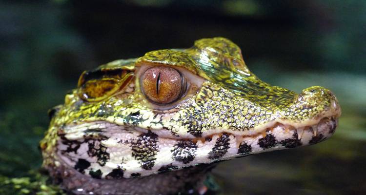Close-up of a crocodilian with detailed skin texture.