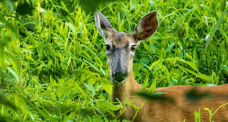 A deer partially obscured by grass in a lush field.