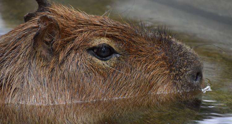 A close-up of a capybara's face partially submerged in water.