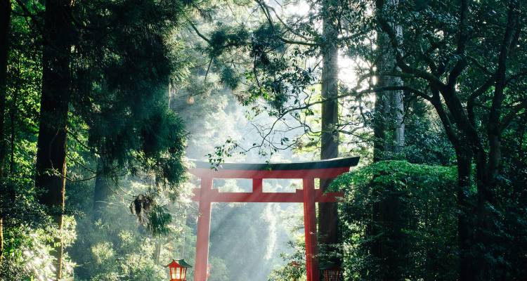 Zachte ochtendsonneschijn verlicht een rode torii-poort in een dicht, mistig bos.