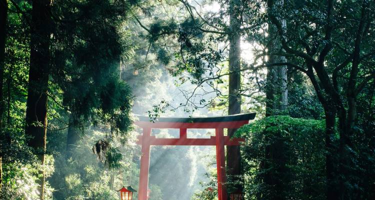 Een zonverlichte bosscène met in het midden een levendige rode torii poort met ochtendmist.