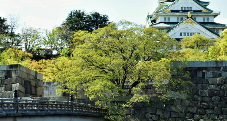 Osaka Castle’s green-tiled roofs peek above massive stone walls and fresh spring foliage beside a pedestrian bridge.