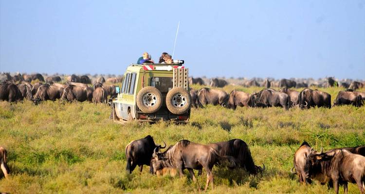 Touristen in einem Safari-Fahrzeug beobachten eine große Herde von Gnus.