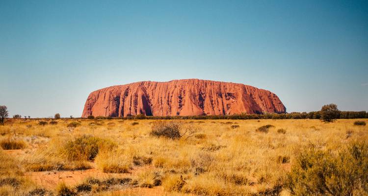 The massive sandstone monolith of Uluru rises above golden spinifex grasses in the Australian desert.