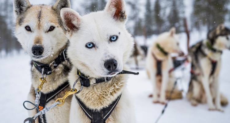 Chiens huskies harnachés prêts pour le traîneau.