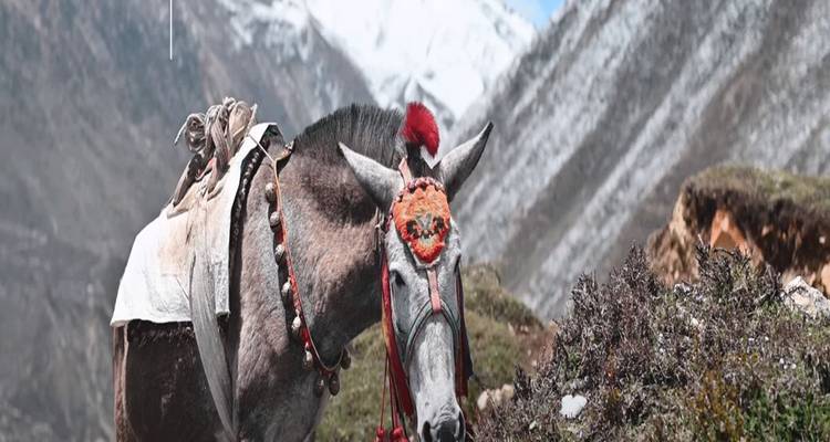 Decorated pack mule stands on a mountain trail with snowy Himalayan peaks in the background.