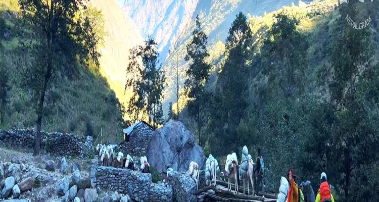 Caravan of pack mules led by trekkers crosses a rustic wooden bridge in a forested valley.