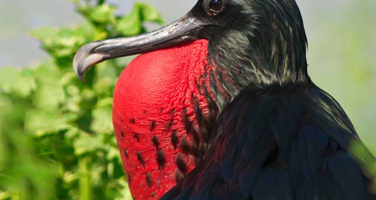 Gros plan d'une frégate avec une poche rouge.