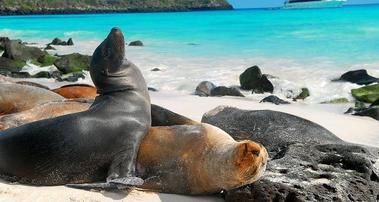Otaries se reposant sur une plage de sable avec une eau turquoise.