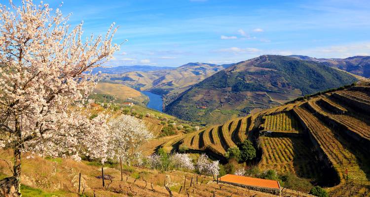 Hilly landscape with blooming trees and vineyards.