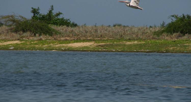 Pájaro volando sobre el agua con una orilla cubierta de hierba.