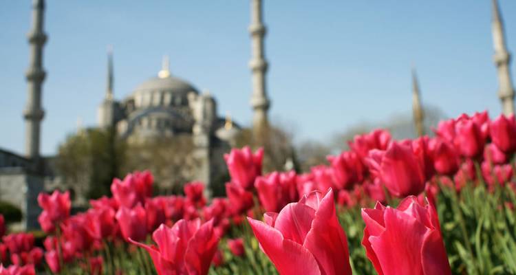 Rosa leuchtende Tulpen im Fokus mit den Kuppeln und Minaretten der Blauen Moschee von Istanbul unscharfe im Hintergrund.