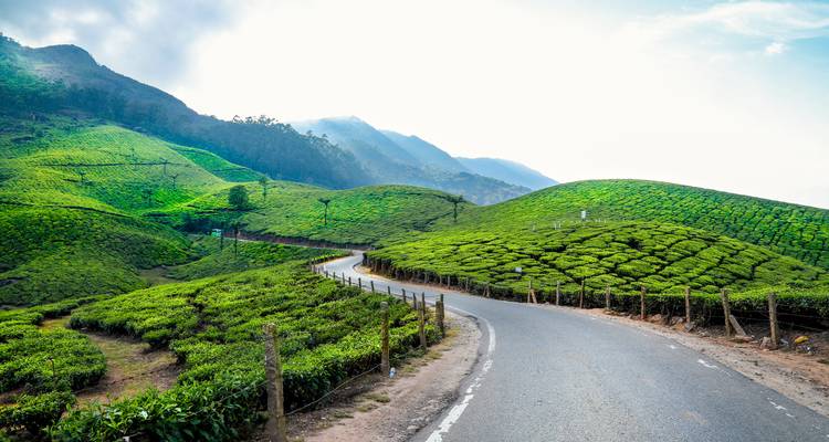Scenic view of tea plantations and a road winding through hills.