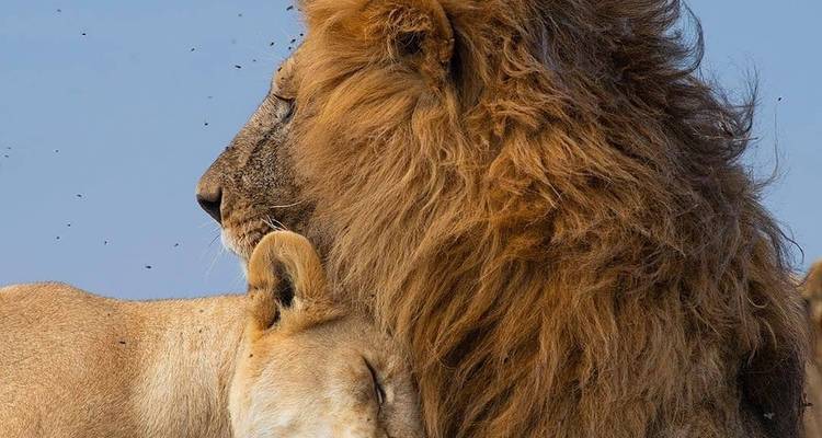 Twee leeuwen die samen rusten in een serene omgeving.
